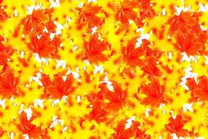 Bright colorful autumn leaves photo