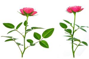 Flower bud roses on a white background photo