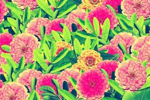 Bright and colorful flowers zinnias. Floral background. photo