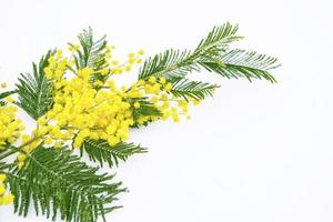 Bush of yellow spring flowers mimosa isolated on white background. photo