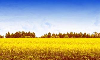 Field with bright yellow rapeseed flowers photo