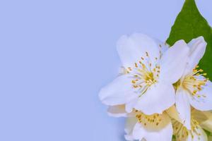 White jasmine The branch delicate spring flowers photo