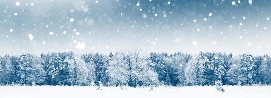 Frozen winter forest with snow covered trees. photo