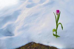 tulip flower growing in snow in early spring garden photo