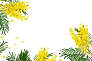 Bush of yellow spring flowers mimosa isolated on white background. photo