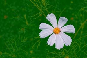 flores de cosmos de colores sobre un fondo de paisaje de verano. foto