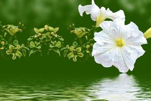 morning glory. flowers on a background of the summer landscape. photo