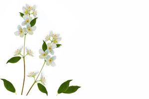 branch of jasmine flowers isolated on white background. photo