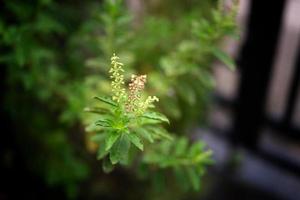 Close up Basil leaf. Green Holy Basil tree . Thai basil photo