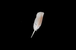 white feather on black background photo