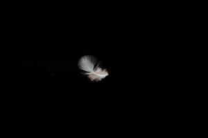 Soft white feather on black background photo