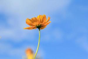 Beautiful yellow cosmos flowers on blue sky background in the  in the farmer's garden. It is planted next to the house and grows naturally beautiful  -bees and insects swarming -nectar and pollen. photo