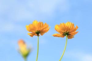 Beautiful yellow cosmos flowers on blue sky background in the  in the farmer's garden. It is planted next to the house and grows naturally beautiful  -bees and insects swarming -nectar and pollen. photo