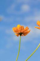 Beautiful yellow cosmos flowers on blue sky background in the  in the farmer's garden. It is planted next to the house and grows naturally beautiful  -bees and insects swarming -nectar and pollen. photo