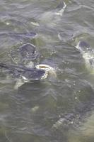 Pangasius - vying for food in the river, it is a large number of fish that feed for survival as a freshwater fish, a tasteless fish, a game fish for anglers found in the freshwaters of Thailand. photo