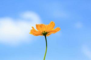 hermosas flores de cosmos amarillas sobre fondo de cielo azul en el jardín del agricultor. se planta al lado de la casa y crece de forma natural y hermosa, enjambres de abejas e insectos, néctar y polen. foto