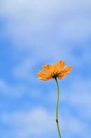 Beautiful yellow cosmos flowers on blue sky background in the  in the farmer's garden. It is planted next to the house and grows naturally beautiful  -bees and insects swarming -nectar and pollen. photo