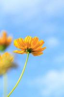 Beautiful yellow cosmos flowers on blue sky background in the  in the farmer's garden. It is planted next to the house and grows naturally beautiful  -bees and insects swarming -nectar and pollen. photo