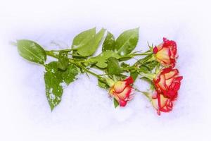 Fresh flowers in the snow. Frozen rose. photo