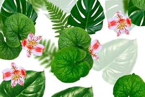 Floral background of green leaves of monsters and ferns photo