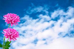 Colorful chrysanthemum flowers on a background of the autumn landscape photo