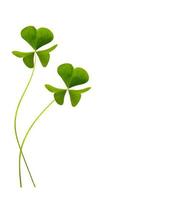 green clover leaves isolated on white background. St.Patrick 's Day photo