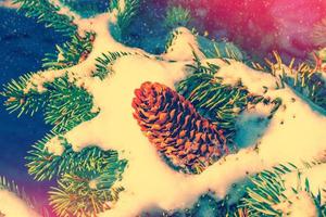 spruce cone. Frozen winter forest with snow covered trees. photo