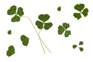 green clover leaves isolated on white background. St.Patrick 's Day photo