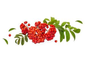 Bunches of red rowan berries photo