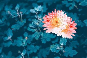 Colorful chrysanthemum flowers on a background of the autumn landscape photo