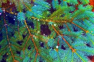 Christmas card with fir branches. photo