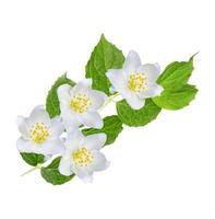 branch of jasmine flowers isolated on white background. photo