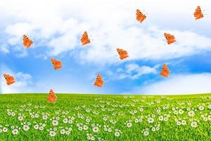 Meadow with green grass on a background of blue sky with clouds photo