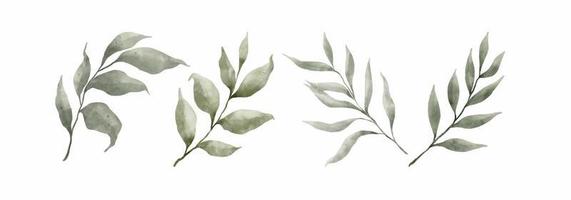 Greenery Leaves Watercolor Hand Drawn. Set of green leaf in watercolor style isolated on white background. Decorative beauty elegant illustration collection for design vector