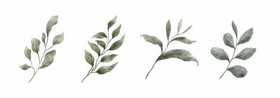 Greenery Leaves Watercolor Hand Drawn. Set of green leaf in watercolor style isolated on white background. Decorative beauty elegant illustration collection for design vector