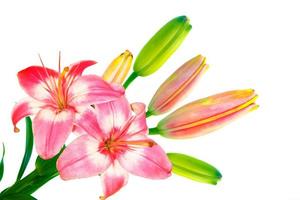 Bright lily flowers isolated on white background. photo