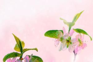 Blossoming branch apple. Bright colorful spring flowers photo