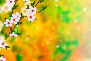 Bright colorful spring flowers photo