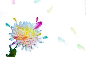 Colorful autumn flowers of chrysanthemum photo