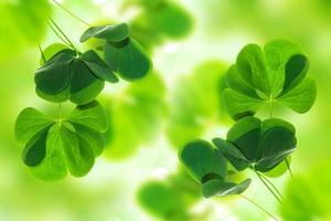 Green clover leaves on a background summer landscape. St.Patrick 's Day photo