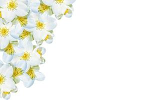 branch of jasmine flowers isolated on white background. photo