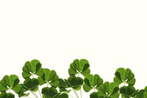 green clover leaves isolated on white background. St.Patrick 's Day photo