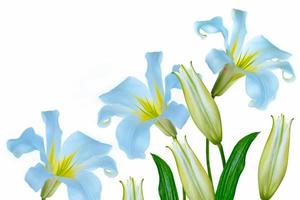 Bright lily flowers isolated on white background. photo