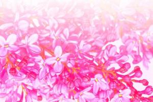 Bright and colorful flowers lilac photo