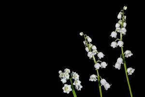 Lily of the valley flower on black background photo