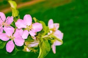 Bright colorful spring flowers photo