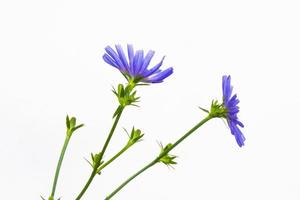 Chicory flower with leaf isolated on white background photo