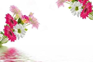 Colorful vibrant flowers of chrysanthemum, gerbera isolated on a white background. photo