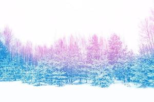 Frozen winter forest with snow covered trees. photo