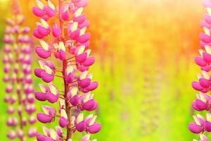 Colorful bunch of lupines flower background or greeting card. Summer meadow with blooming lupins. photo